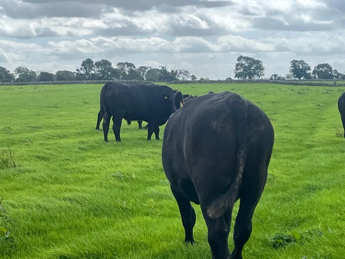 12 Angus 700 kg - Image 1