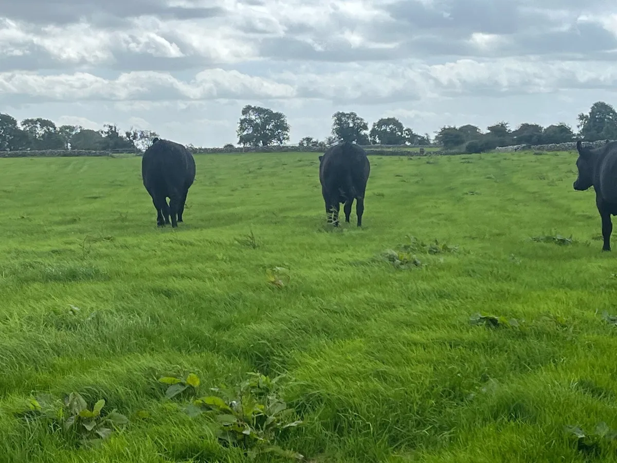 12 Angus 700 kg - Image 2
