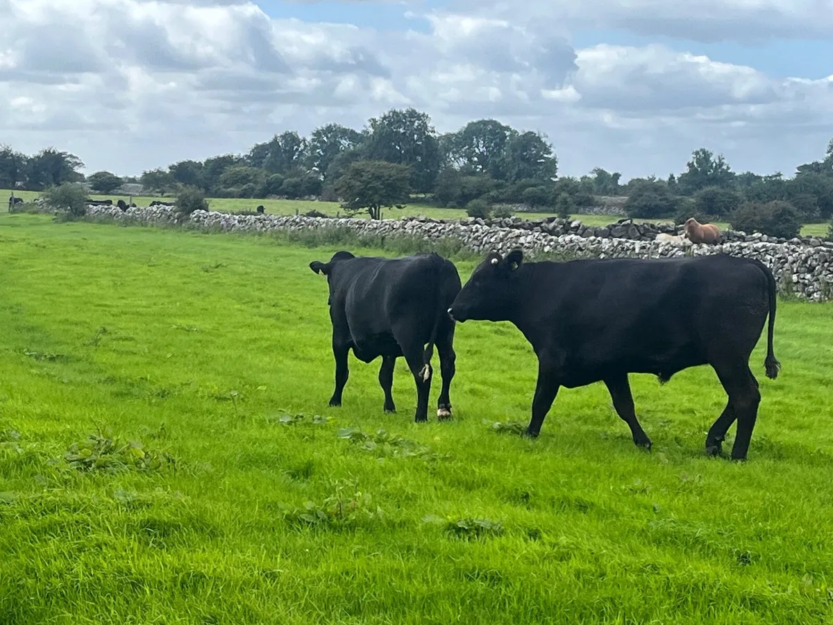 12 Angus 700 kg - Image 3