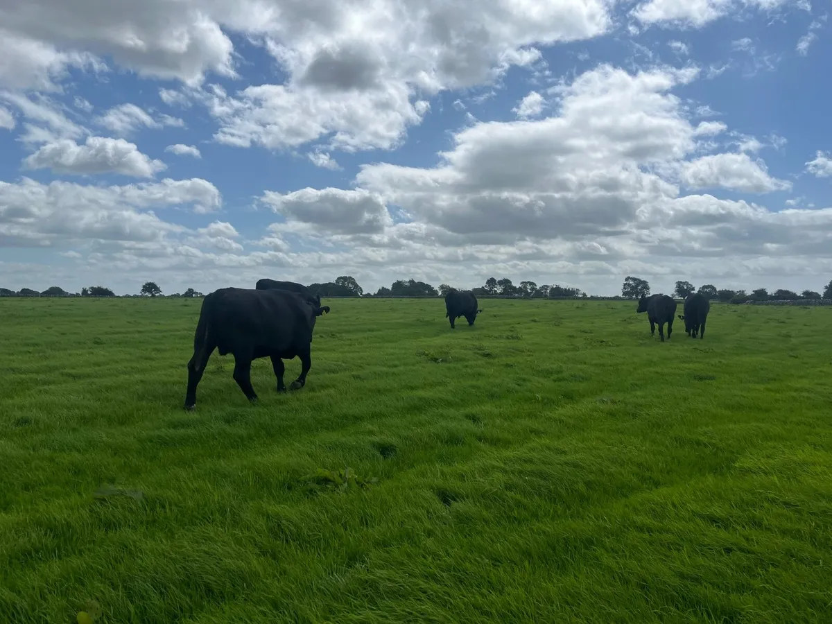 12 Angus 700 kg - Image 4