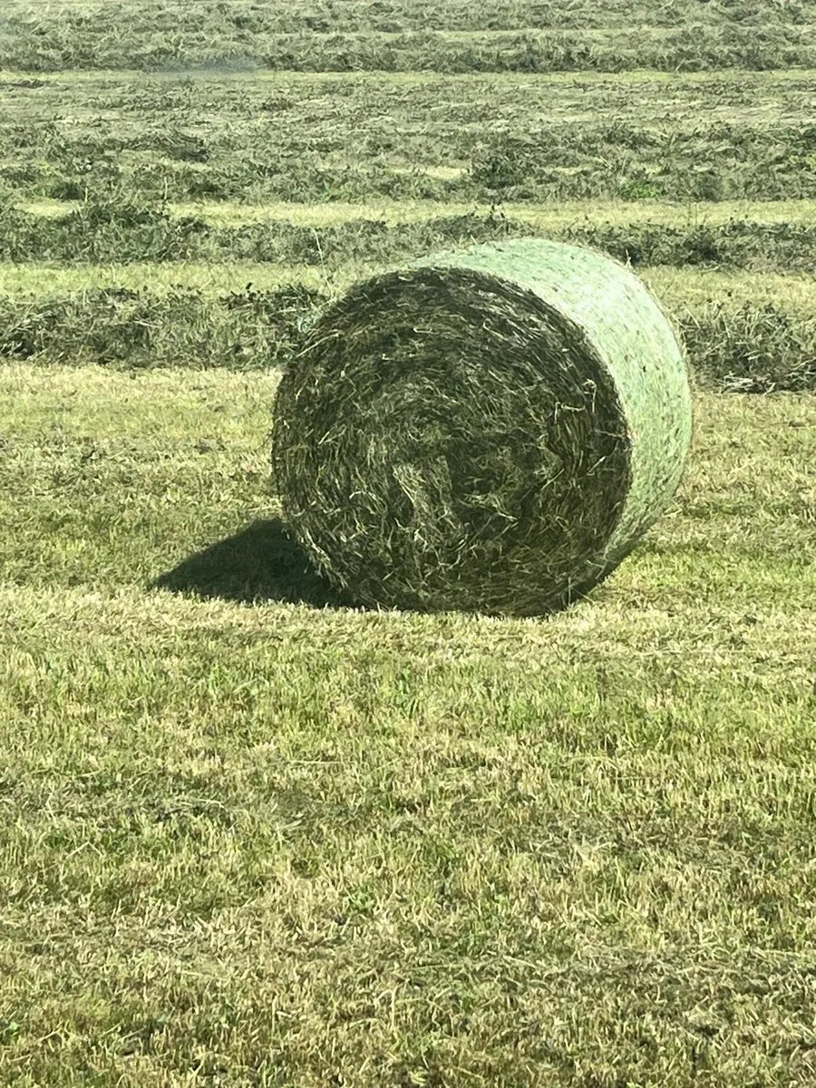 Red clover silage - Image 1