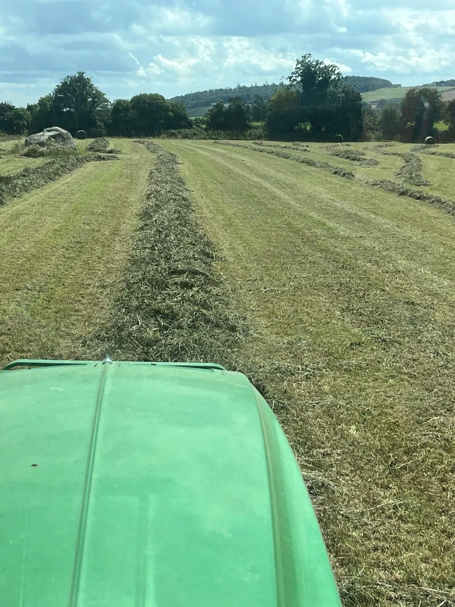 Red clover silage - Image 2
