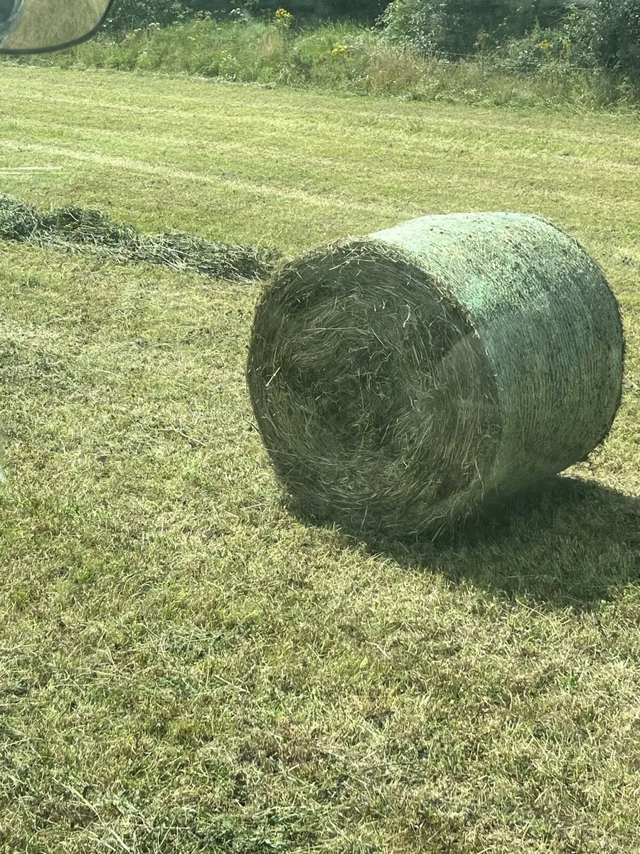 Red clover silage - Image 3