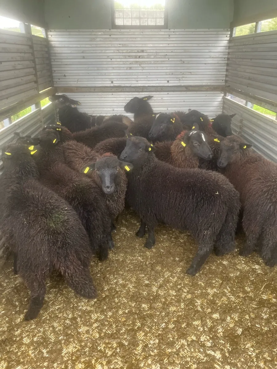 11 black ewe lambs - Image 1