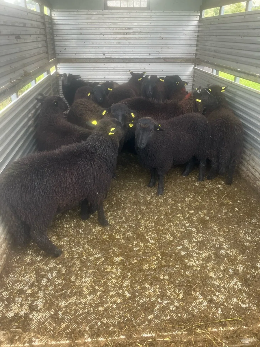 11 black ewe lambs - Image 2