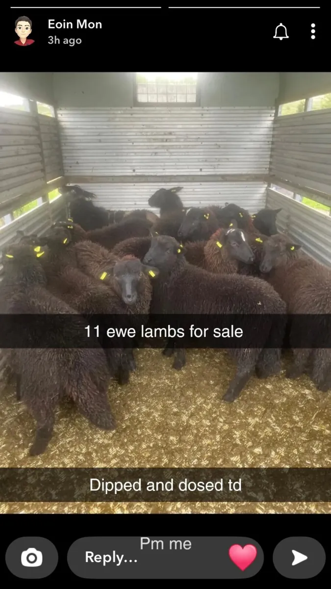 11 black ewe lambs - Image 3