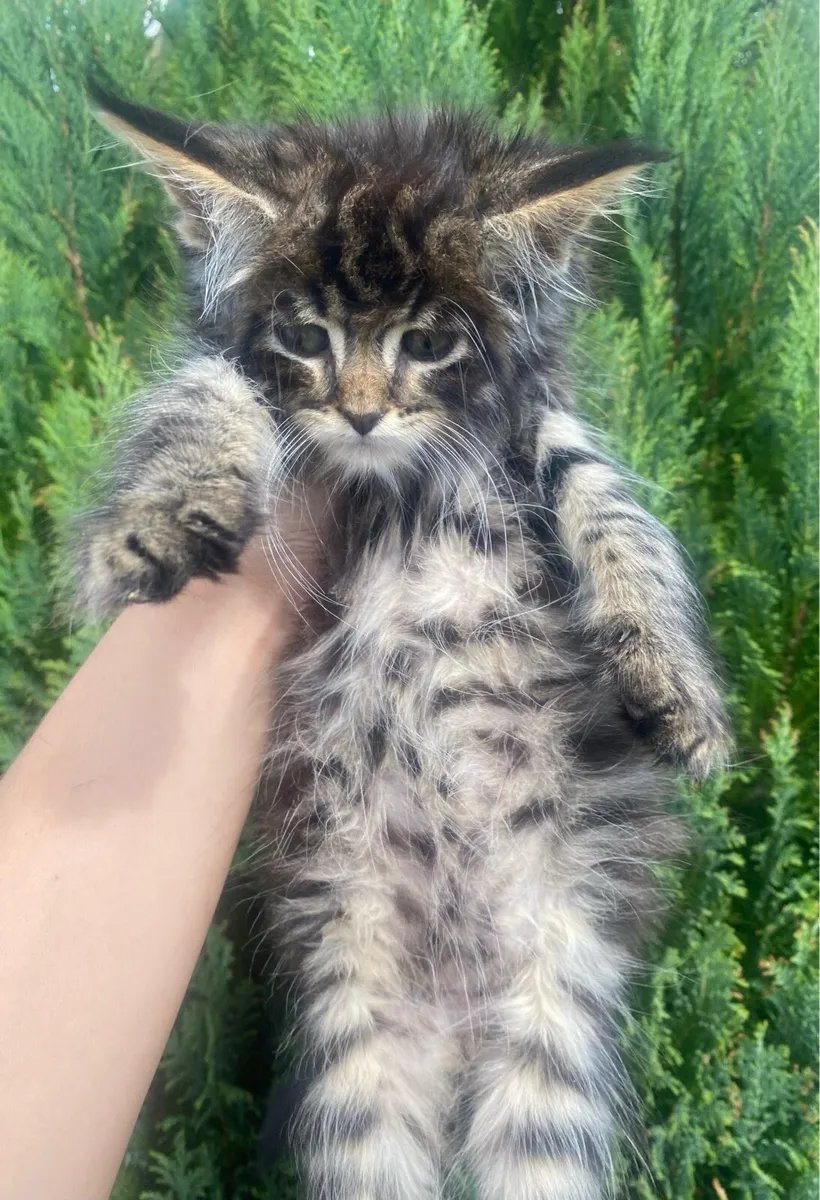 Maine Coon - Image 1
