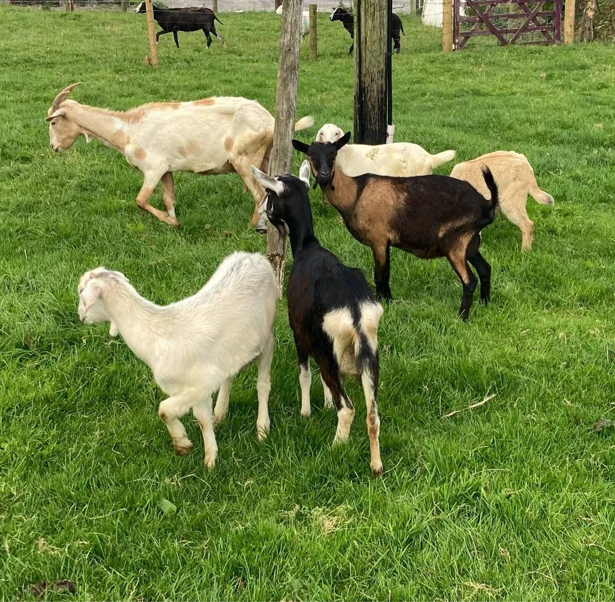 Goats - Image 1