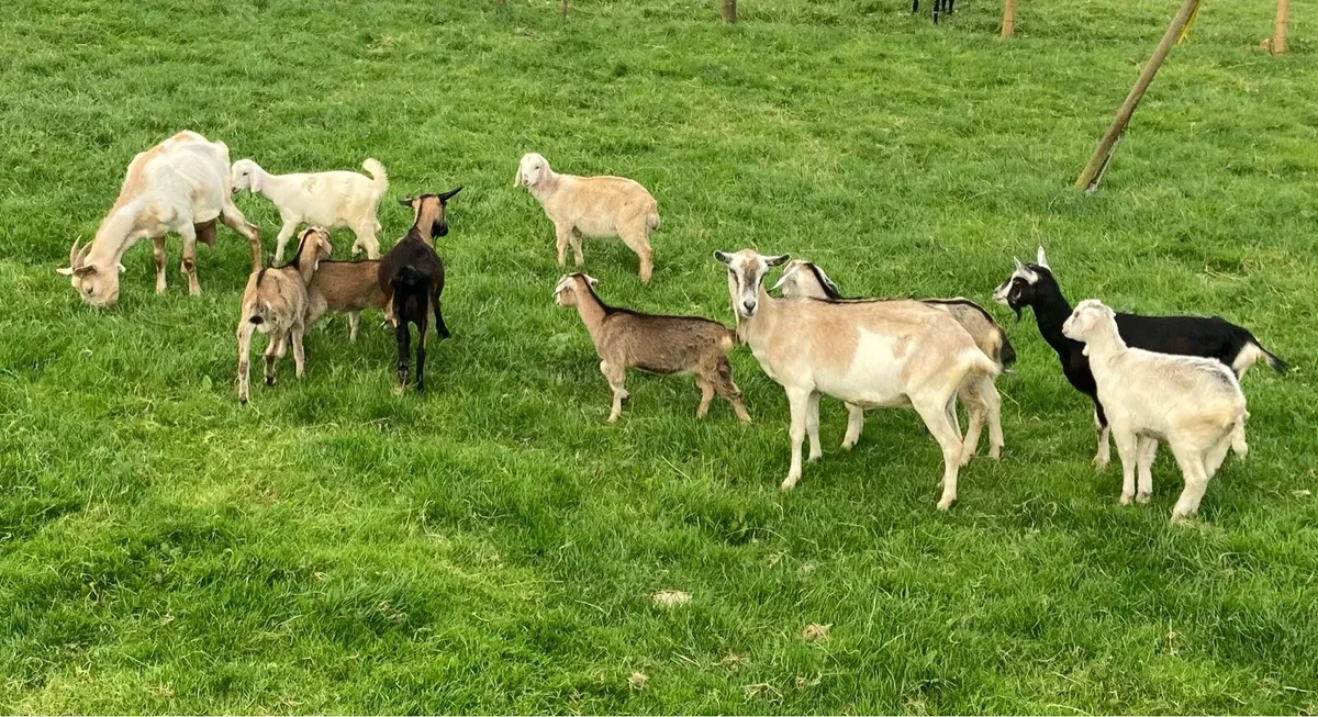 Goats - Image 2