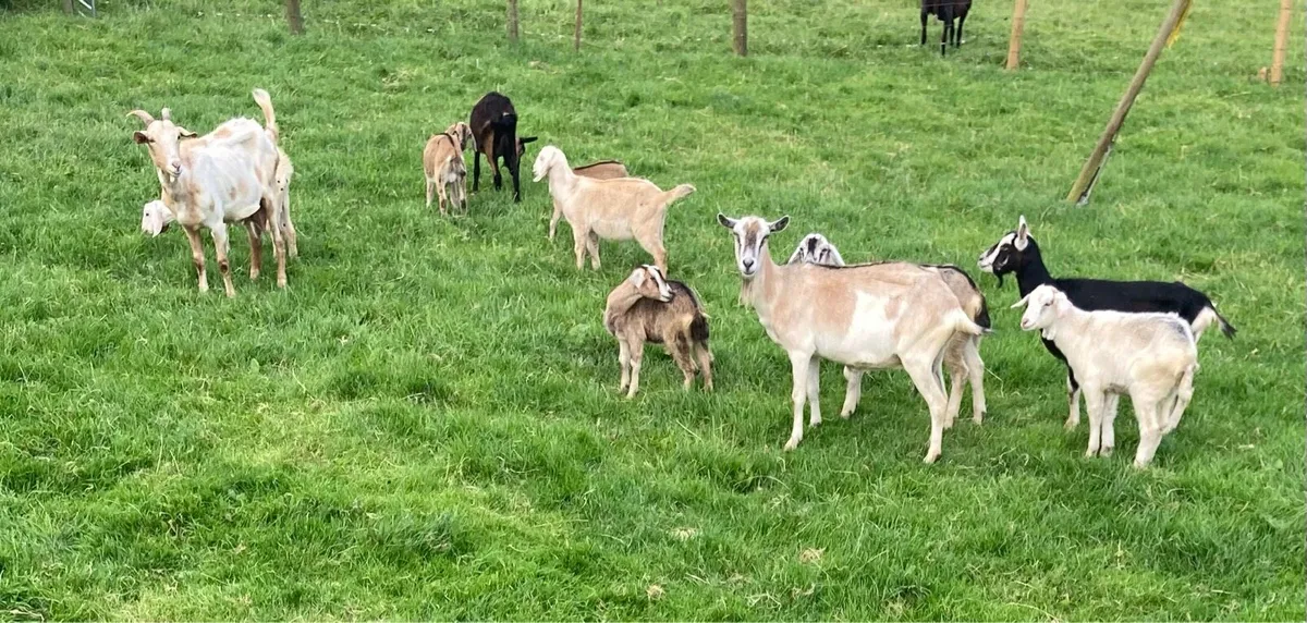 Goats - Image 3