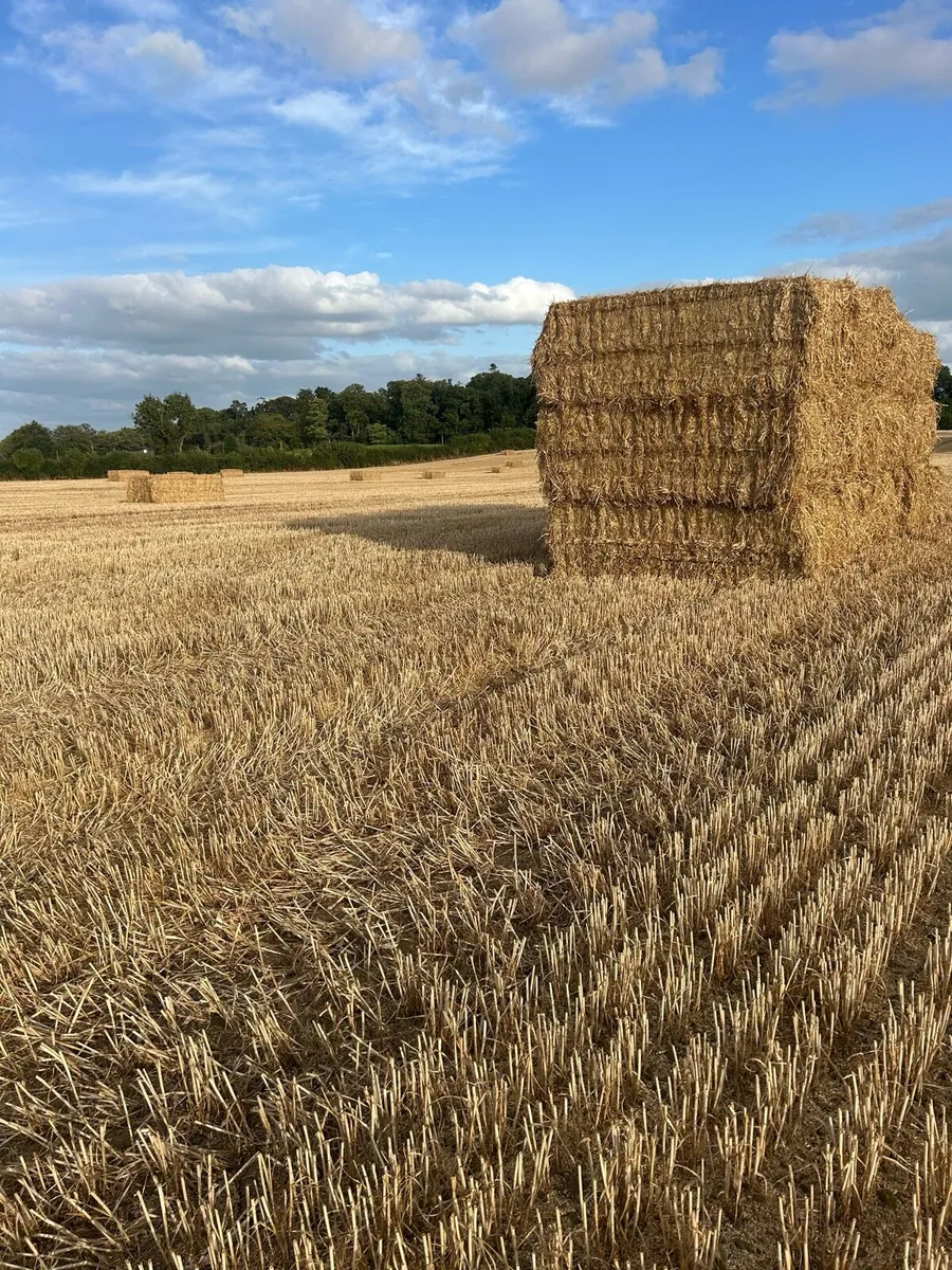 Wheaten straw 8/4/3 - Image 1