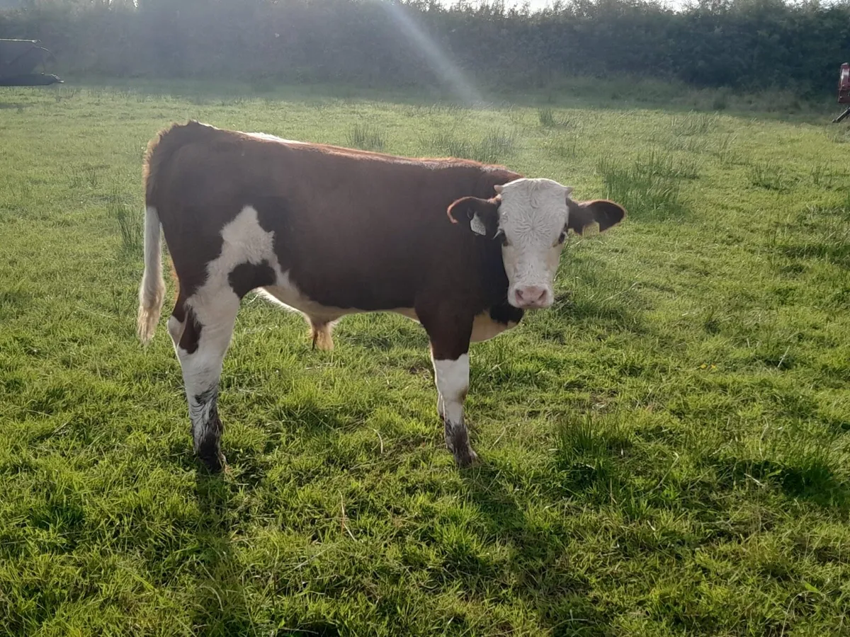 2 Smashing Bull Weanlings - Image 1