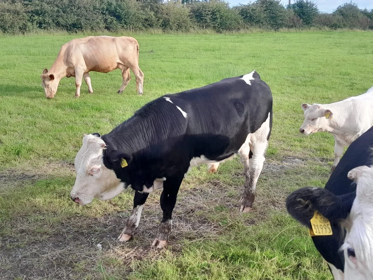 2 Smashing Bull Weanlings - Image 2