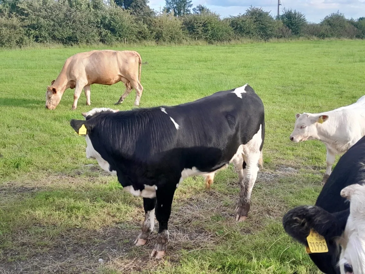 2 Smashing Bull Weanlings - Image 3