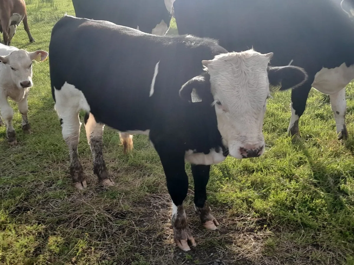 2 Smashing Bull Weanlings - Image 4