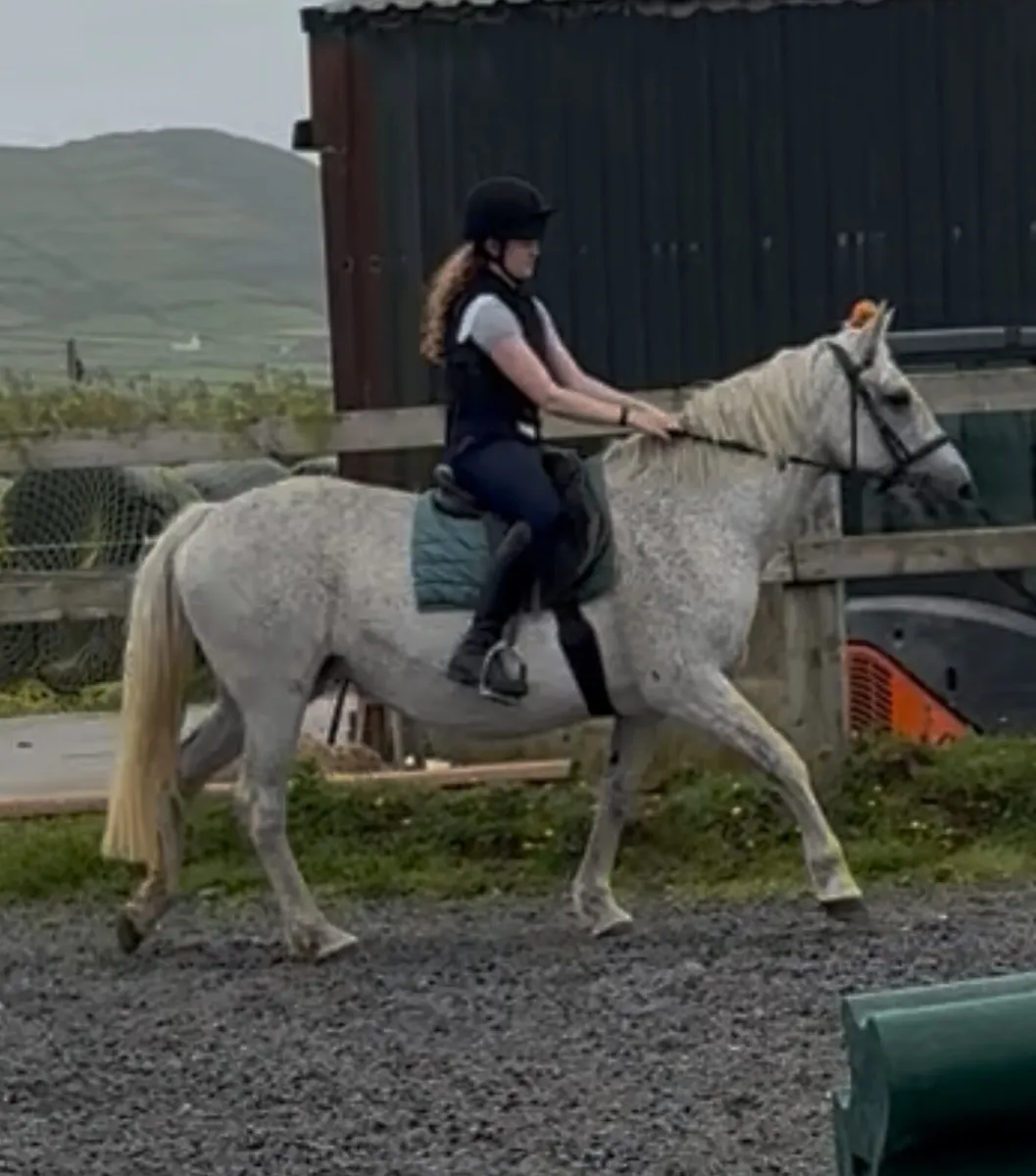 15.1 Connemara mare - Image 1