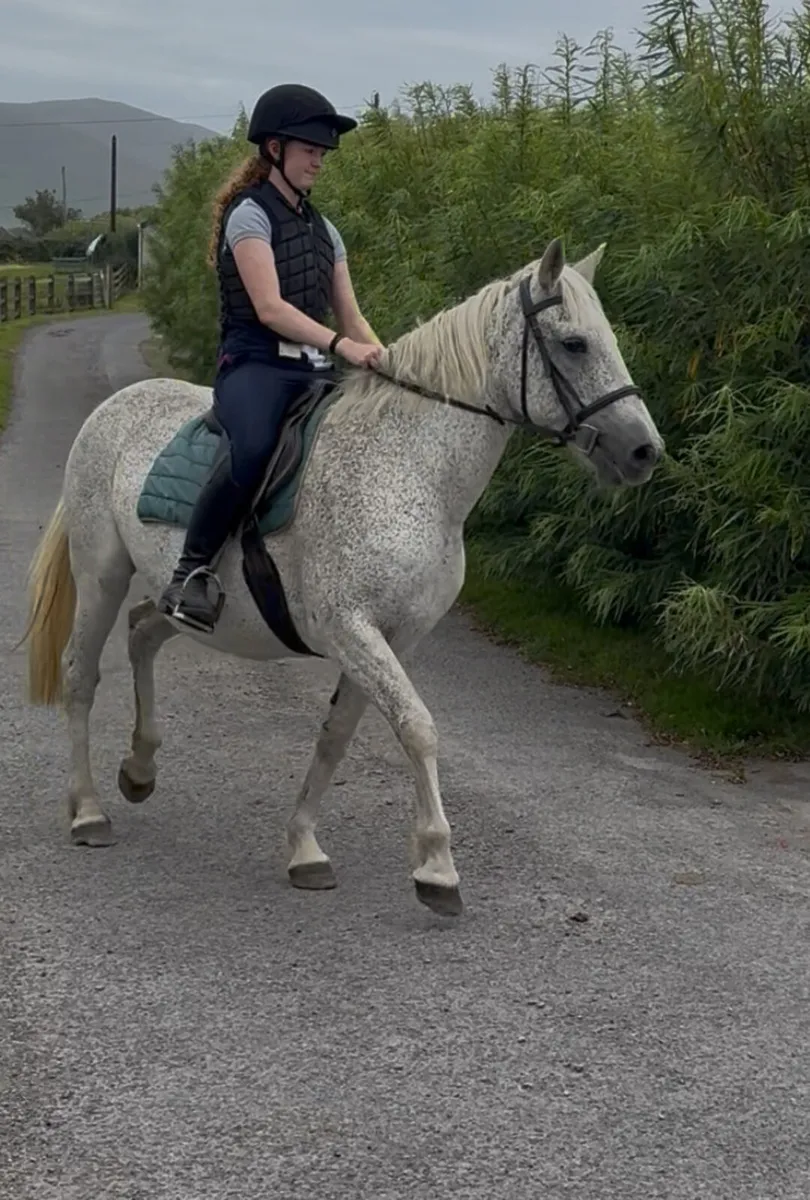 15.1 Connemara mare - Image 2