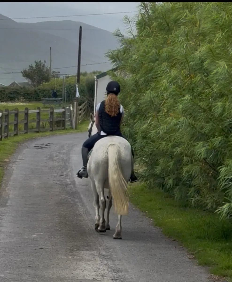 15.1 Connemara mare - Image 3