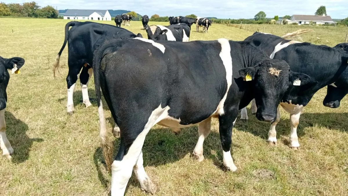 Bulls Cork Marts Corrin Fermoy - Image 1