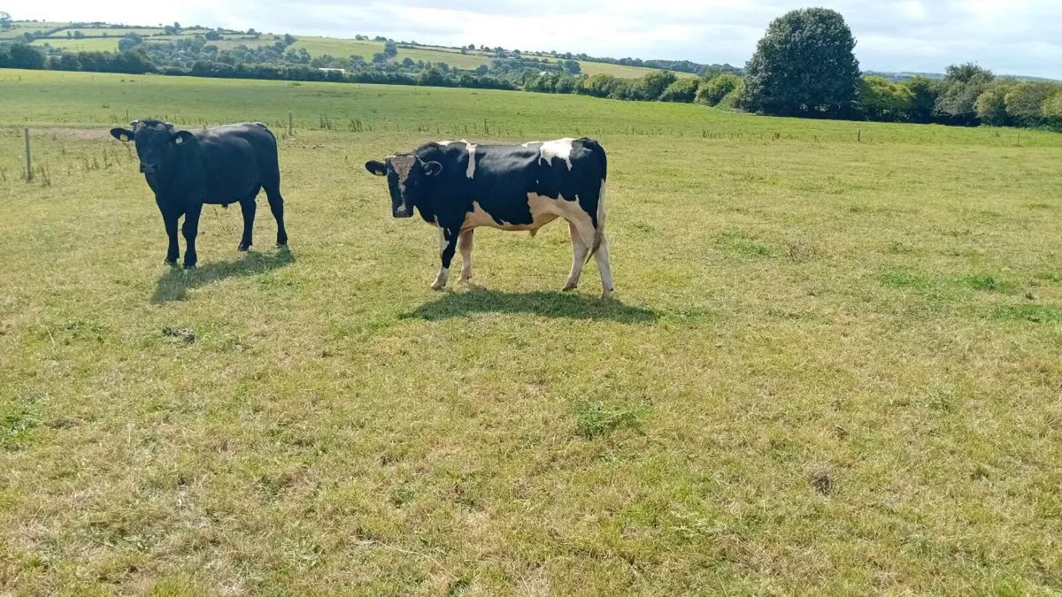 Bulls Cork Marts Corrin Fermoy - Image 2