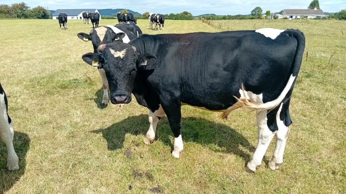Bulls Cork Marts Corrin Fermoy - Image 3