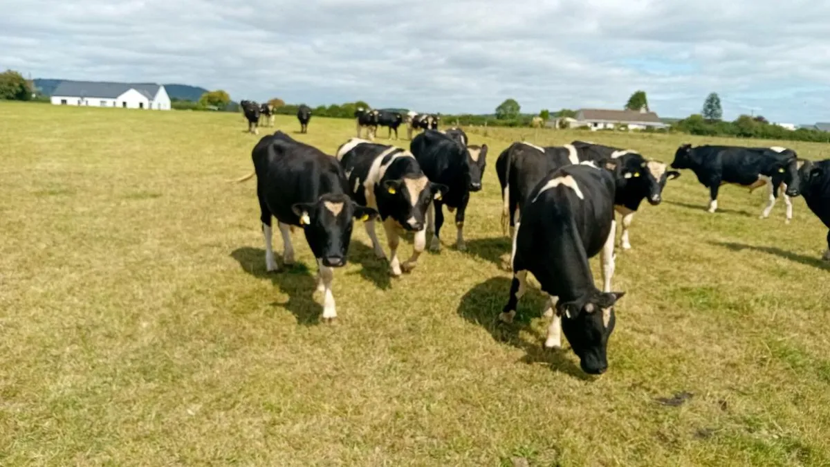 Bulls Cork Marts Corrin Fermoy - Image 4