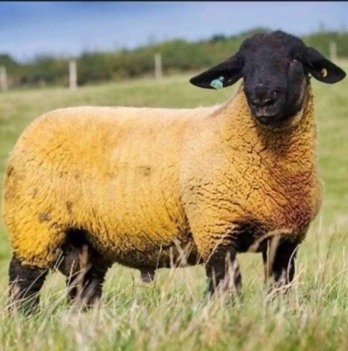 Multi breed Ram Sale - Image 1