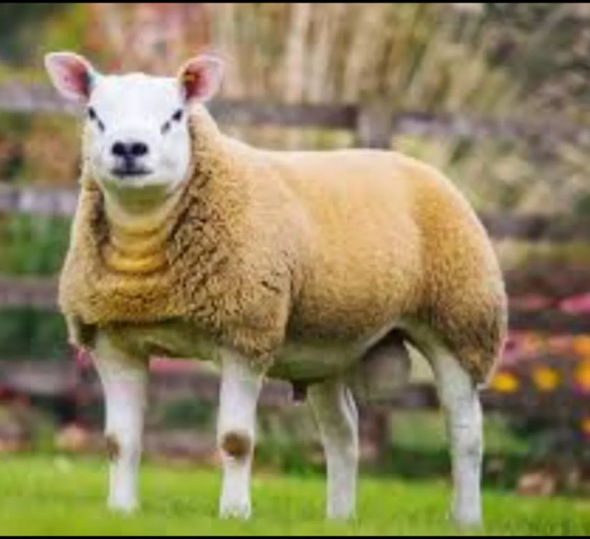 Multi breed Ram Sale - Image 2