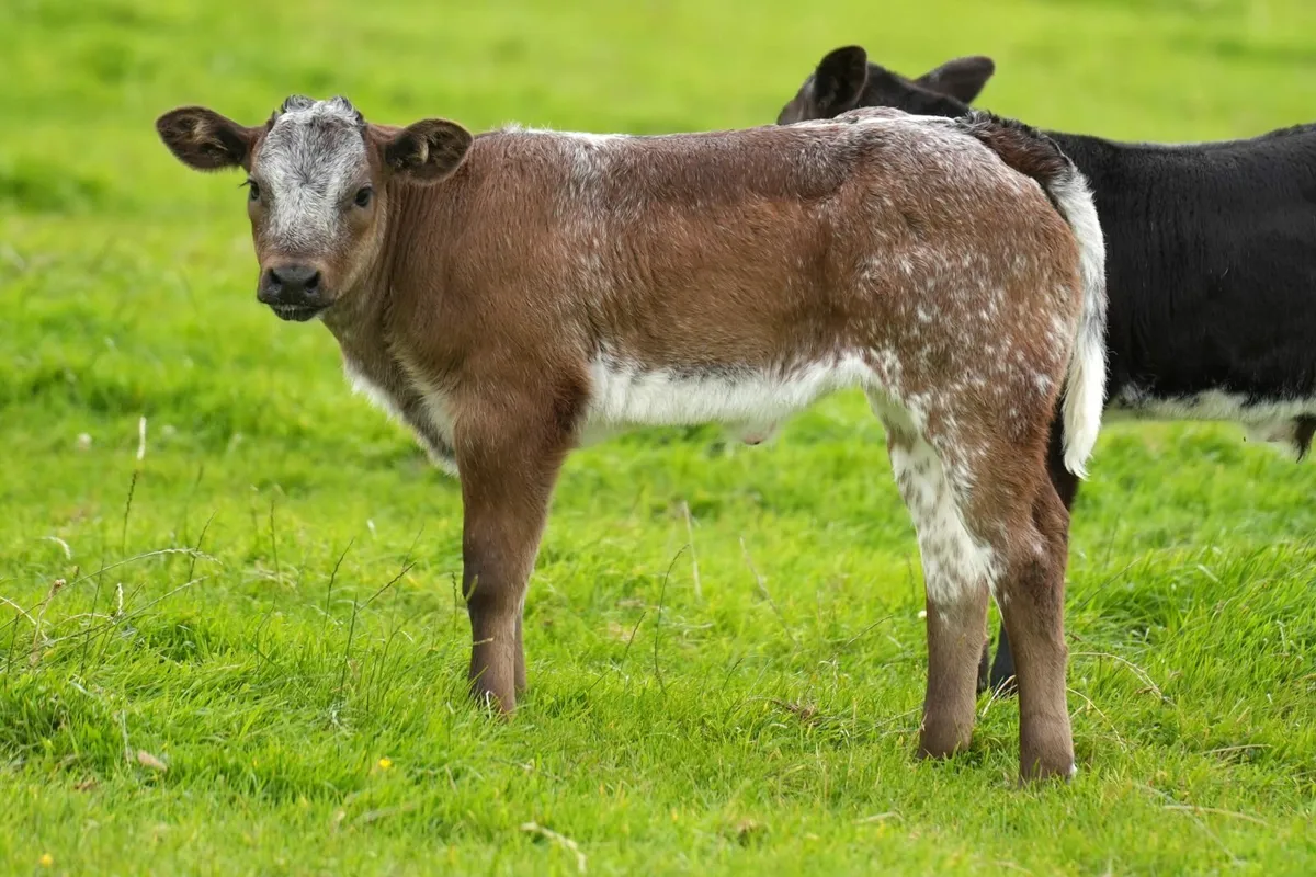 2 Super Cows & Blue Heifer Calves - Image 1