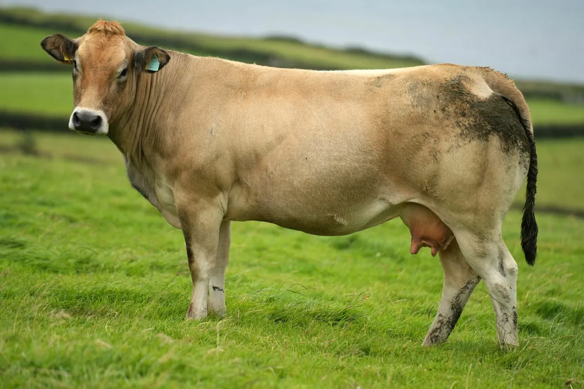 2 Super Cows & Blue Heifer Calves - Image 4