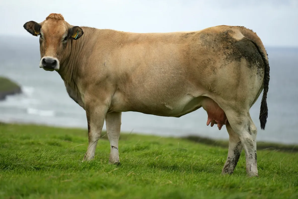 2 Super Cows & Blue Heifer Calves - Image 2