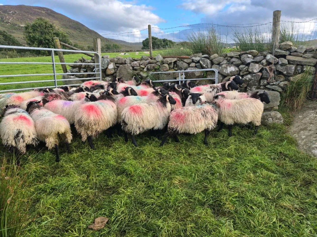 Mayo mountain lambs - Image 2