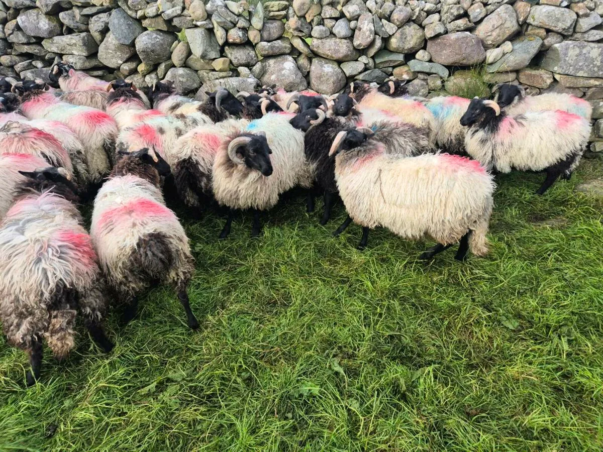 Mayo mountain lambs - Image 4
