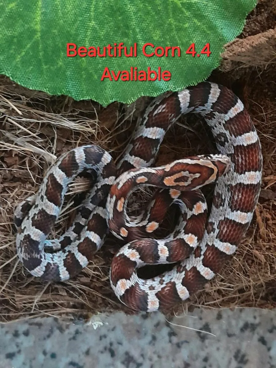 Corn Snakes - Image 3