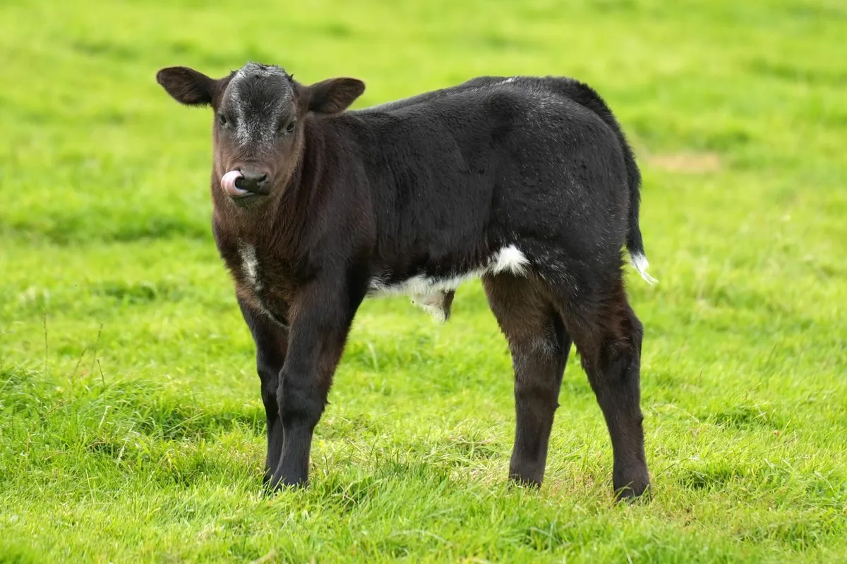 2 Super Cows & Blue Calves - Image 4