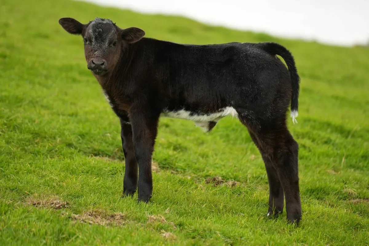 2 Super Cows & Blue Calves - Image 2