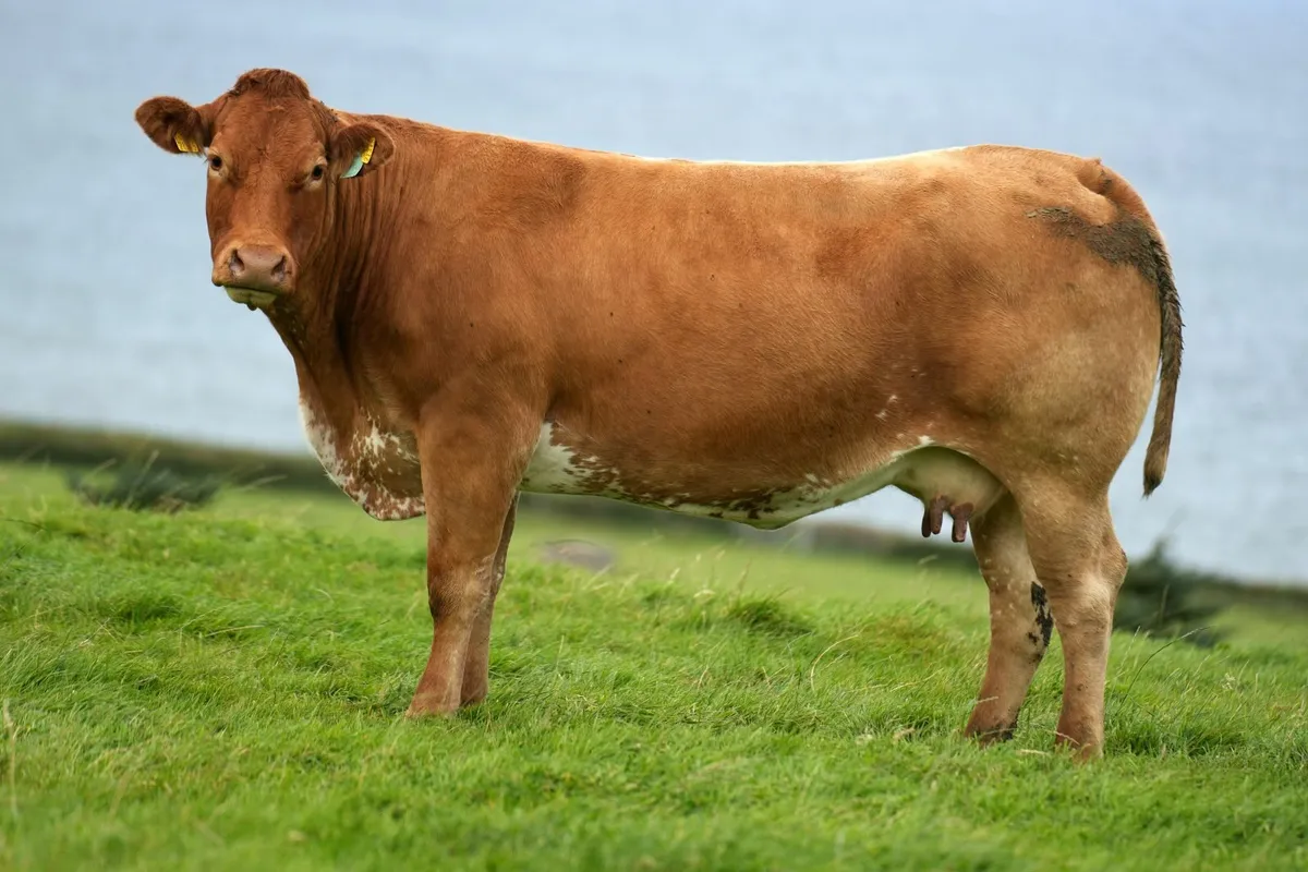 2 Super Cows & Blue Calves - Image 1
