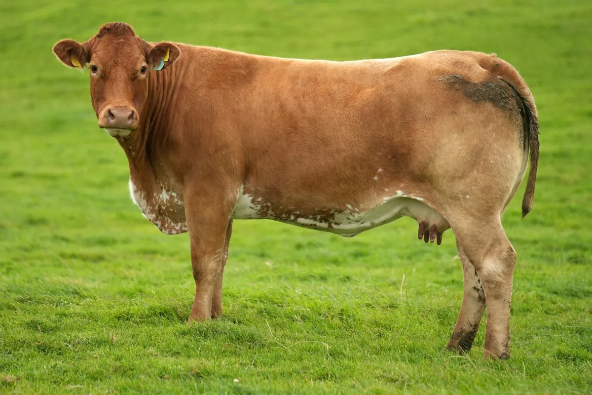 2 Super Cows & Blue Calves - Image 3