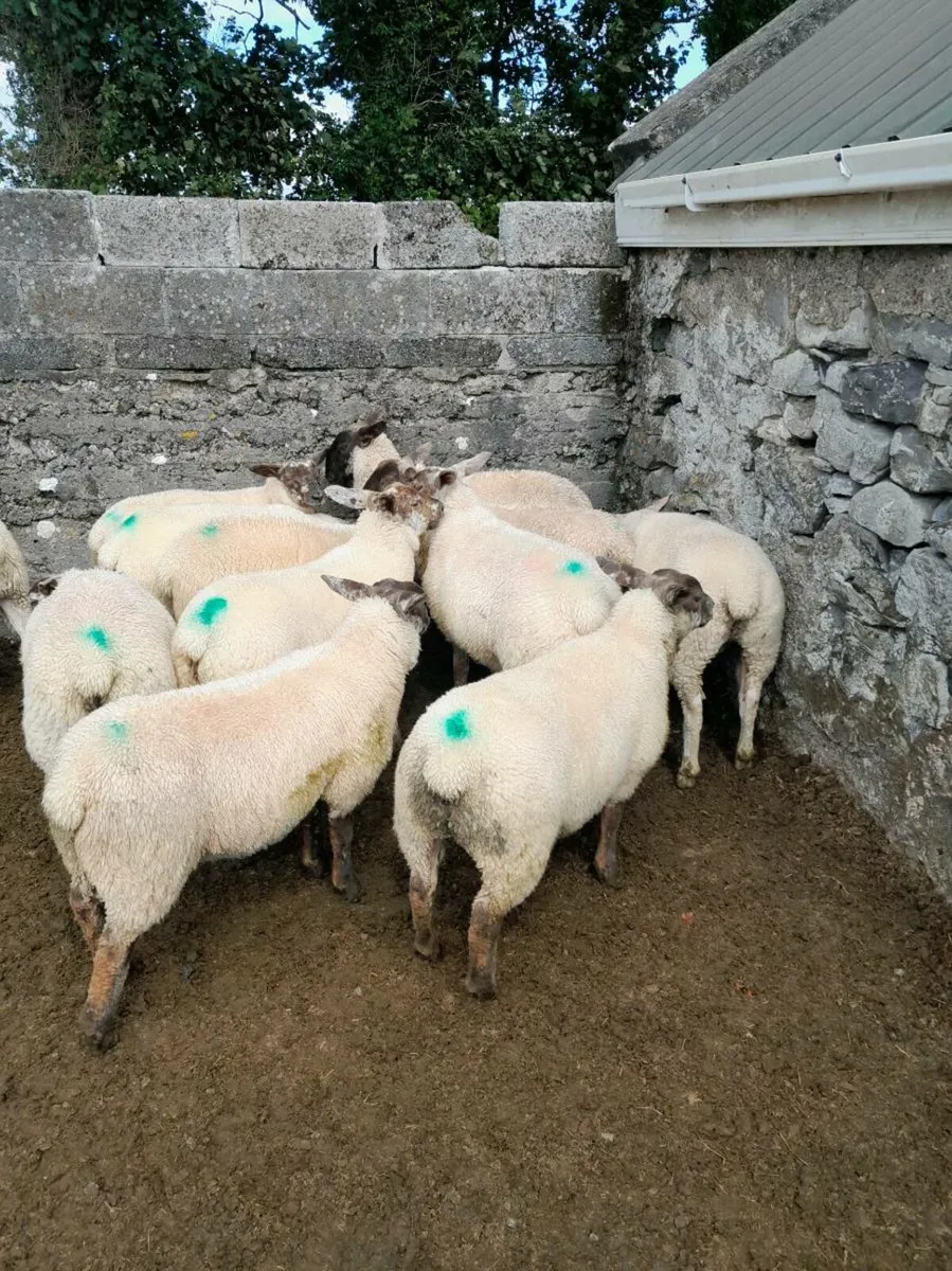 Store Lambs for sale - Image 1
