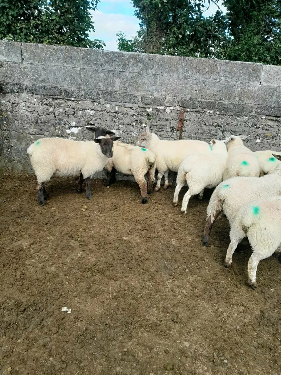 Store Lambs for sale - Image 2