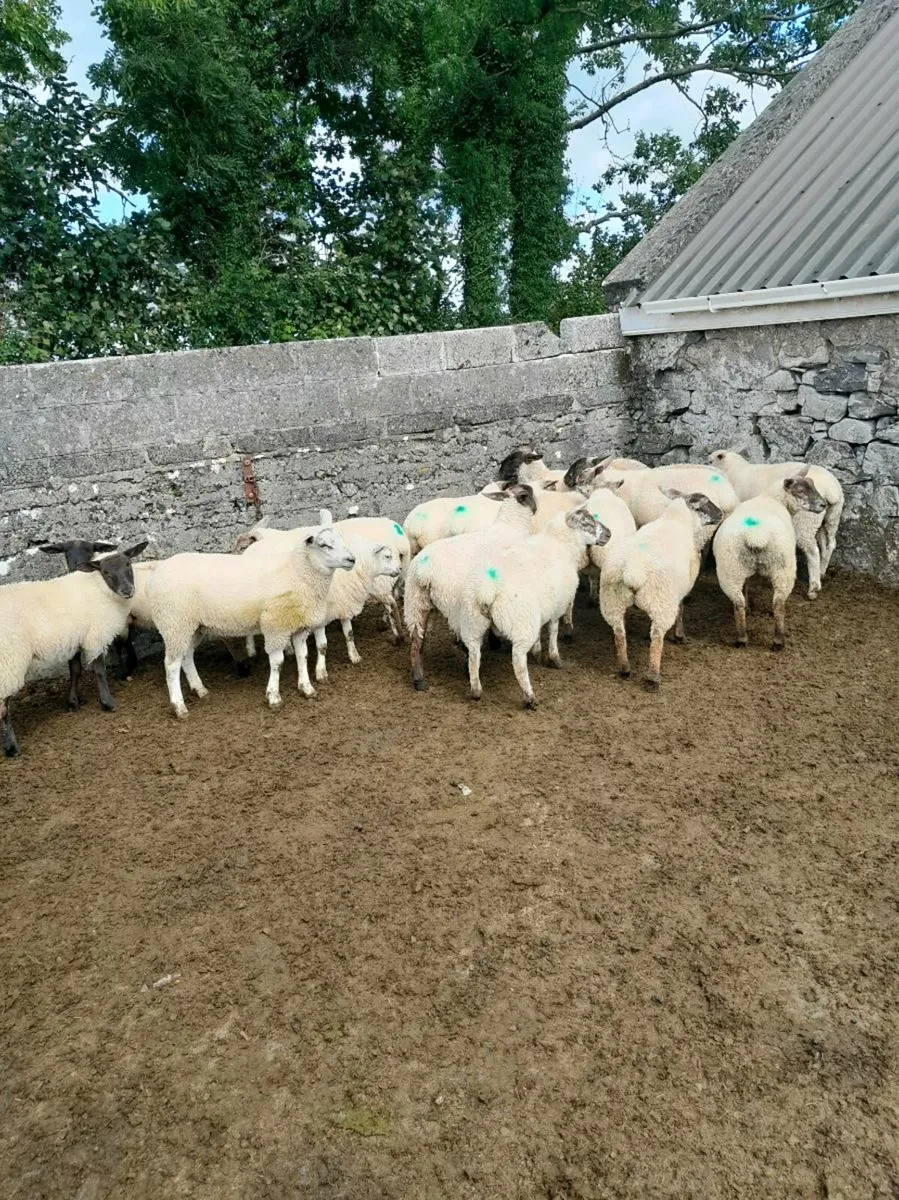 Store Lambs for sale - Image 3