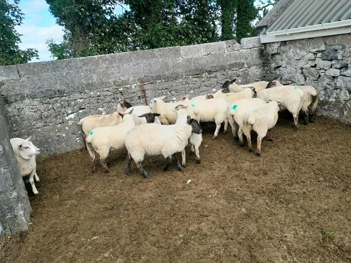 Store Lambs for sale - Image 4