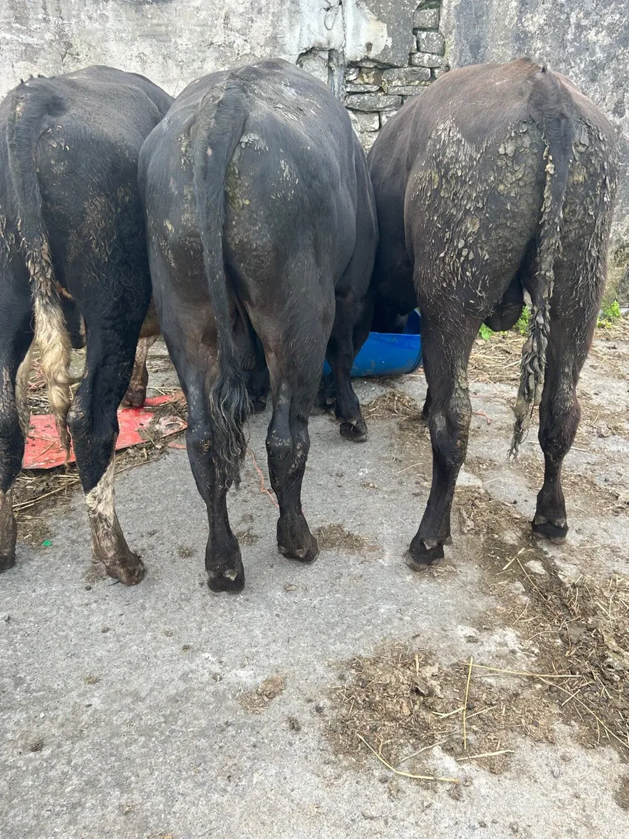 3 Angus bullocks - Image 1