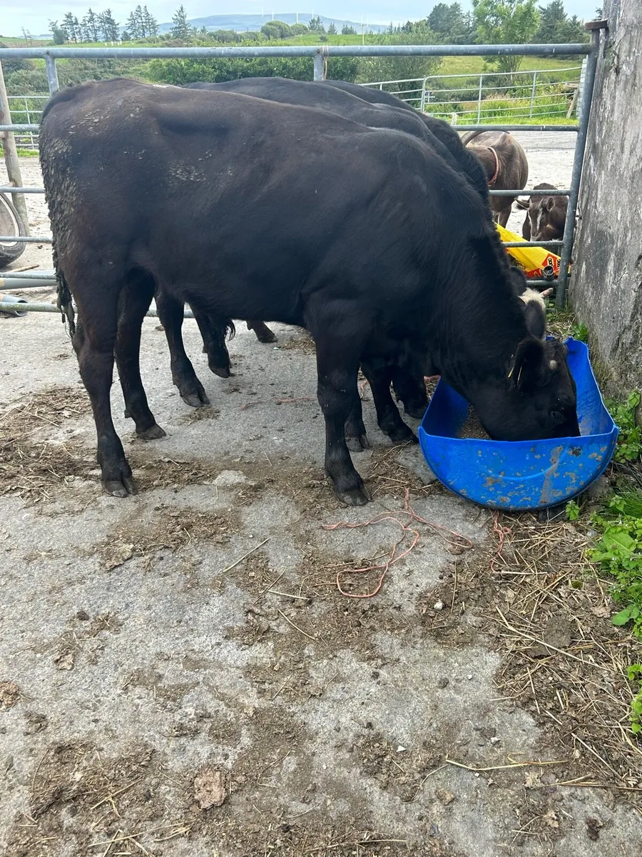 3 Angus bullocks - Image 2