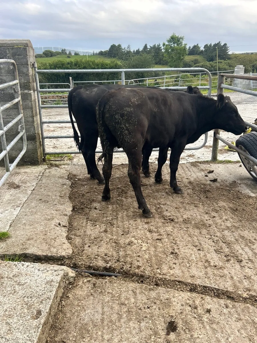 3 Angus bullocks - Image 3