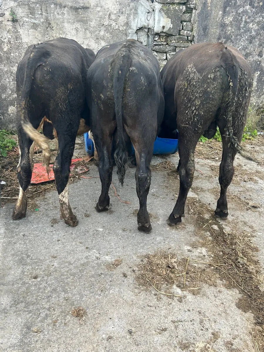 3 Angus bullocks - Image 4