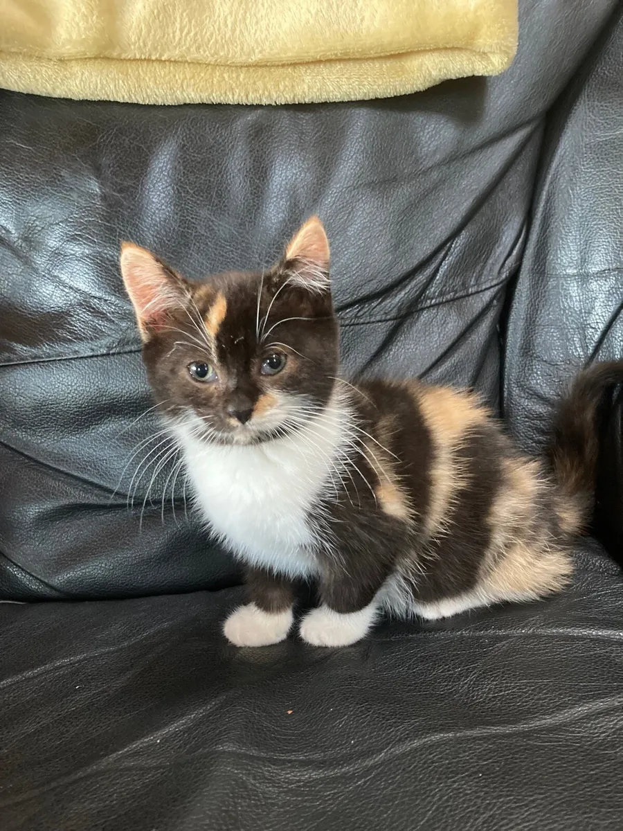 Kitten