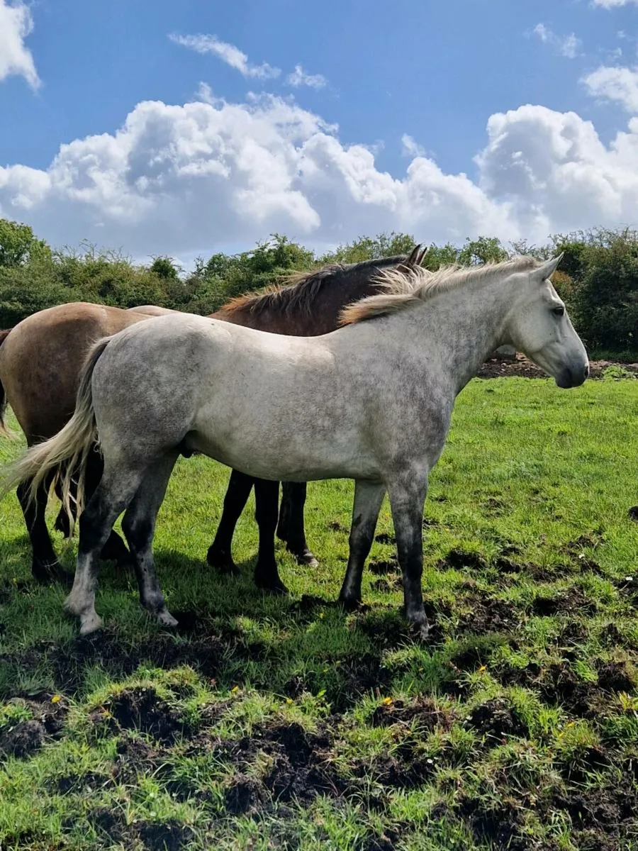 6yo Connemara gelding for sale. - Image 1