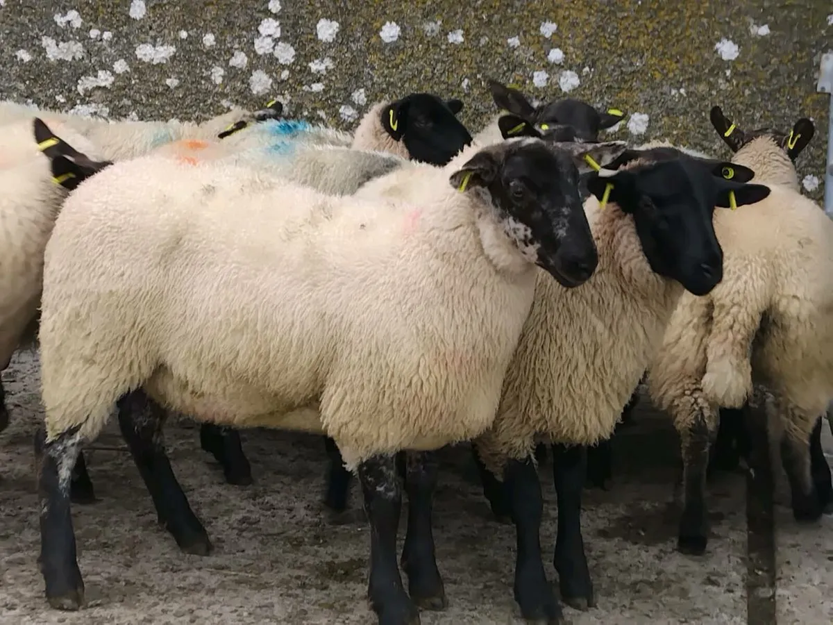 20 Super Suffolk Ewe Lamb's - Image 2