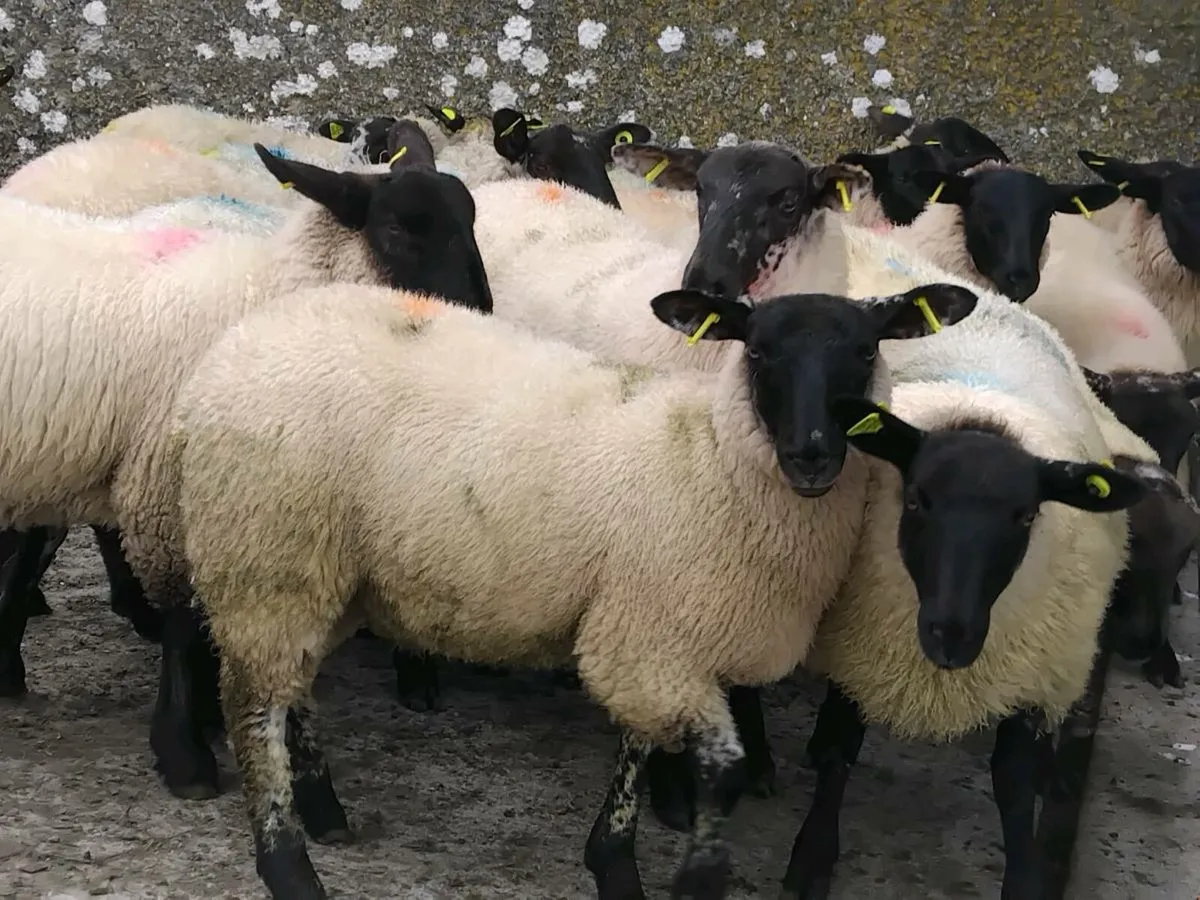 20 Super Suffolk Ewe Lamb's - Image 3